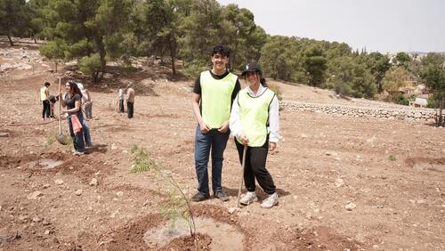 MAS Forest Project 2024-2025