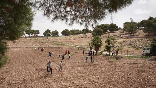 MAS Forest Project 2024-2025